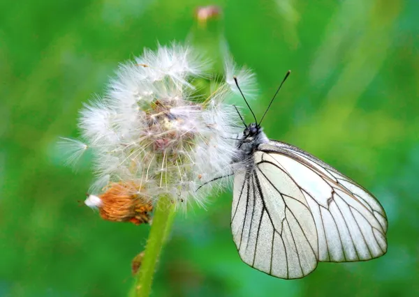 Butterfly on the dandelion — Stock Photo, Image