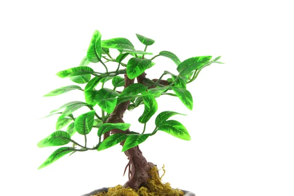 Yapay bonsai ağacı üzerinde beyaz — Stok fotoğraf