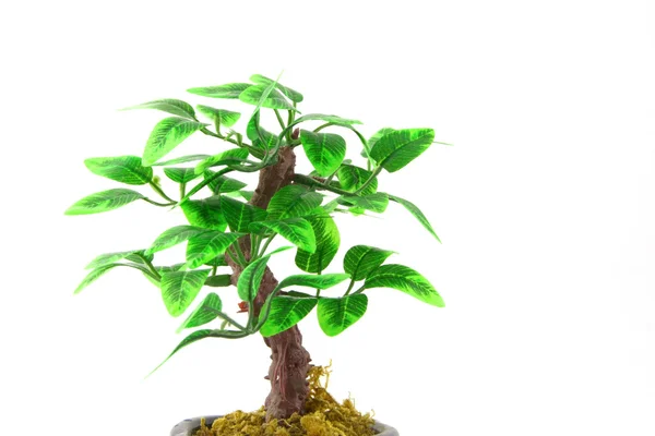 Искусственное дерево Бонсай — стоковое фото