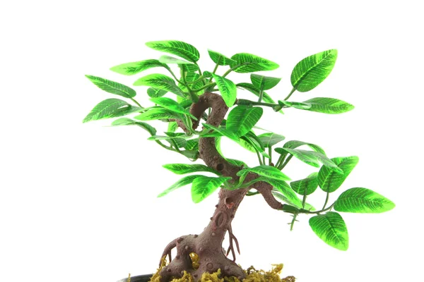 Sztuczne bonsai drzewa nad białym — Zdjęcie stockowe
