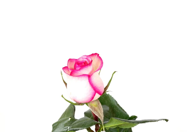 Розовая роза над белым — стоковое фото