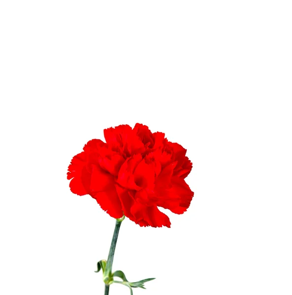 Red carnation — Stock Photo, Image