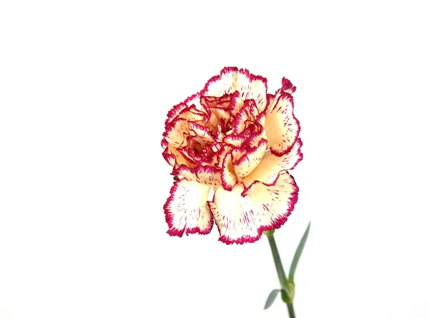 Pink&Yellow carnation — Stock Photo, Image