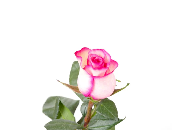 Pink rose — Stock Photo, Image