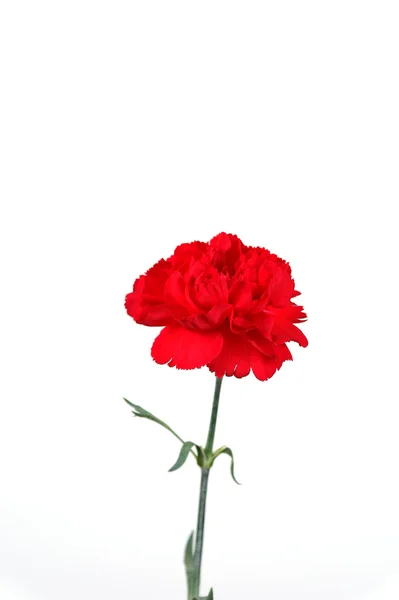 Red carnation over white — Stock Photo, Image