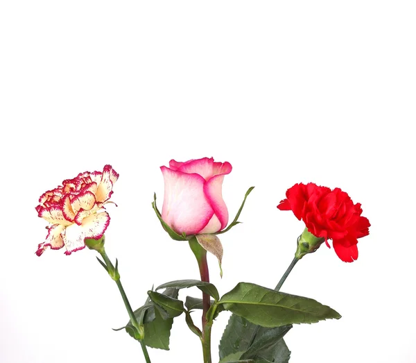Flores de flor — Fotografia de Stock