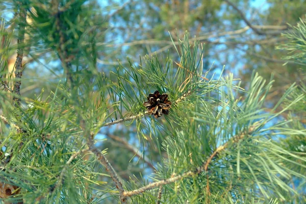 Koni ile çam dal — Stok fotoğraf