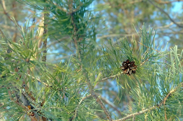 Koni ile çam dal — Stok fotoğraf