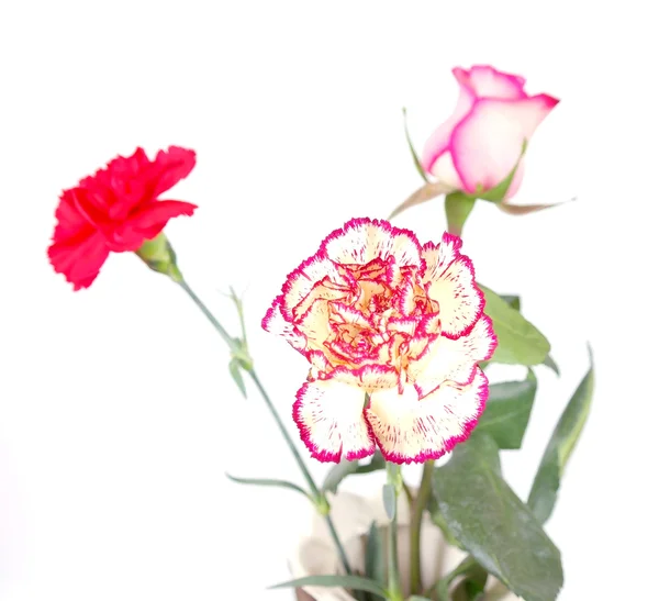 Blossom flowers over white — Stock Photo, Image