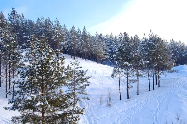 Χειμώνας δάσος στα βουνά — Φωτογραφία Αρχείου