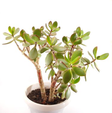 Beyaz üzerine tencerede para ağacı (yeşim bitkisi tesisi)