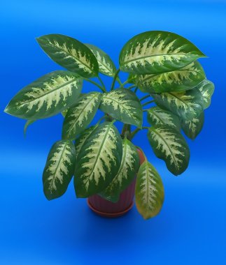 yaprak çiçek (dieffenbachia)