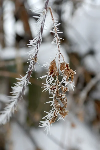 Twig of tree hoar-frost covered — Stok Foto