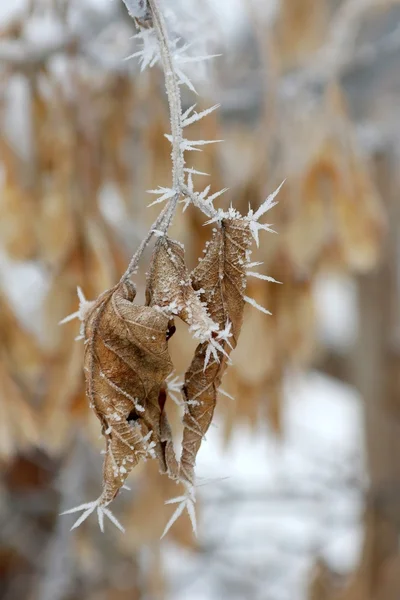 Dal ağaç hoar-Frost kaplı — Stok fotoğraf