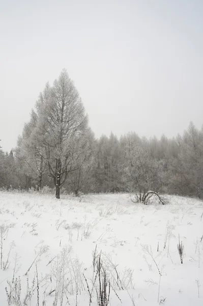 冬季多雾景观 — 图库照片