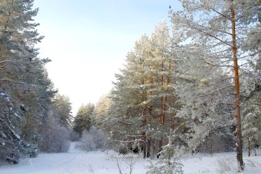 іній сосни, покриті