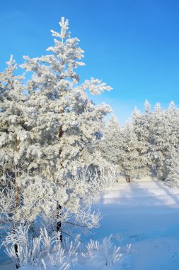pines karla kaplı dağa