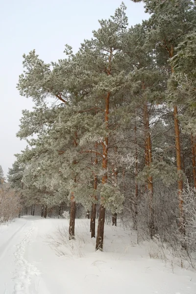 Paisaje invierno — Foto de Stock