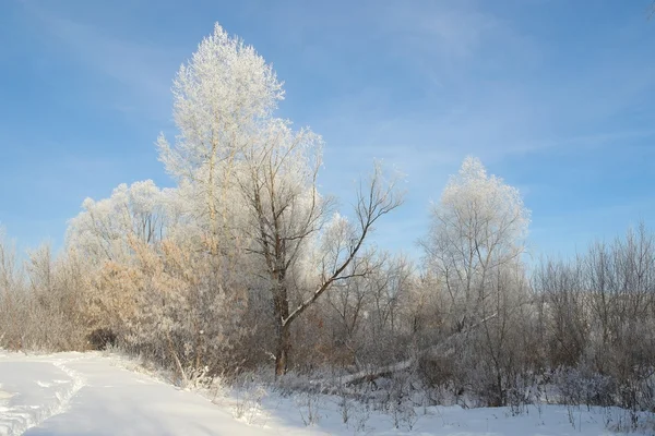 Bellissimo paesaggio invernale — Foto Stock