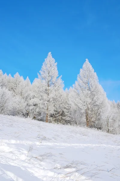 Beau paysage d'hiver — Photo