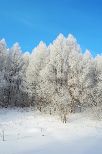Paesaggio invernale nella foresta di larici — Foto Stock