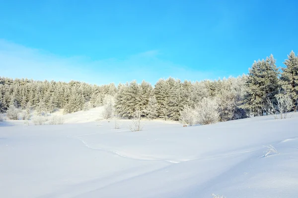 Winterlandschap met dennen — Stockfoto