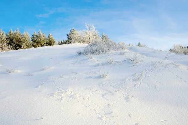 Paisaje de invierno con pinos — Foto de Stock