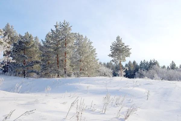 Зимний пейзаж с деревьями — стоковое фото