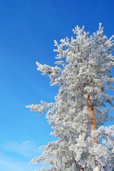 Paesaggio invernale nella foresta — Foto Stock