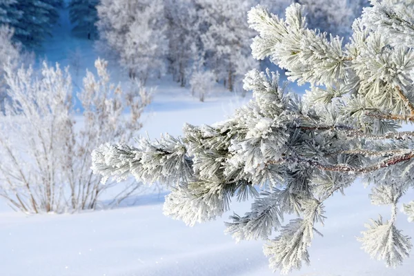 Ramita de pino cubierta de nieve —  Fotos de Stock