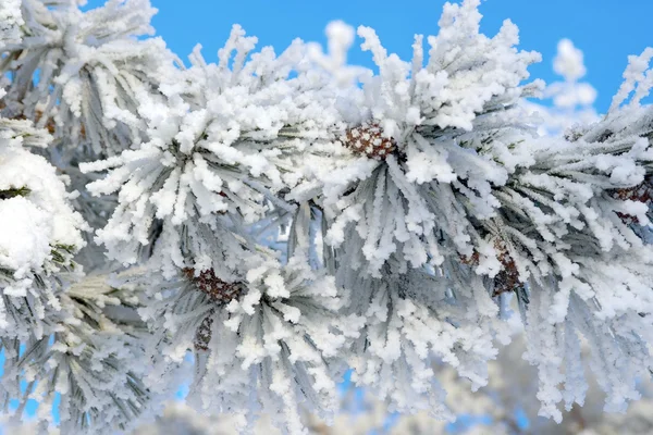 Brindilles de neige de pin recouvertes — Photo