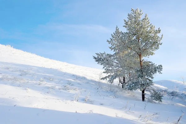 Einsam schneebedeckte Kiefern — Stockfoto