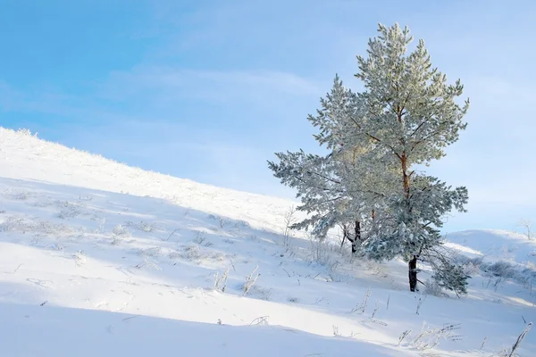 Pino solitario coperto di neve — Foto Stock