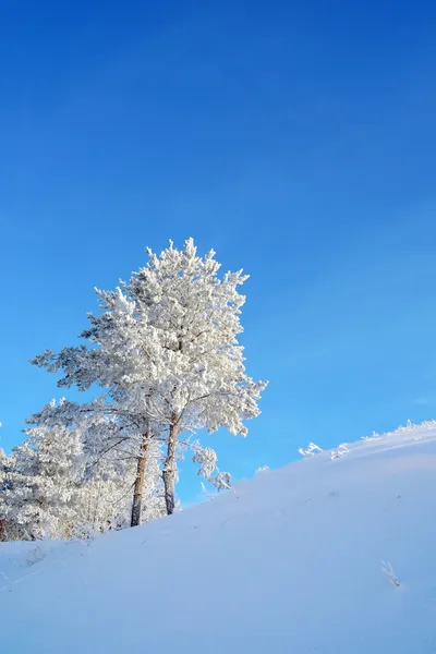 Pines snötäckta på berget — Stockfoto