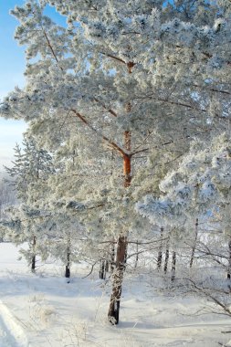 Güzel kış manzarası