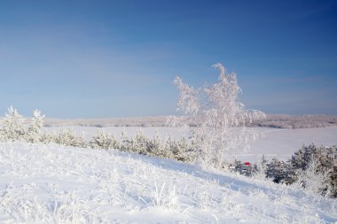 Kış manzarası pines kar ile kaplı