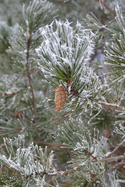 Zweig der Kiefer Hoar-Frost abgedeckt — Stockfoto