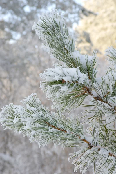 Twig of pine hoarfrost covered — Stock Photo, Image