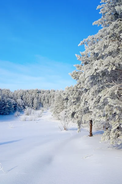 Зимний пейзаж с покрытыми инеем соснами — стоковое фото