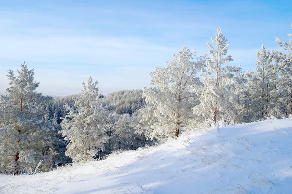 Pines snöklädda — Stockfoto