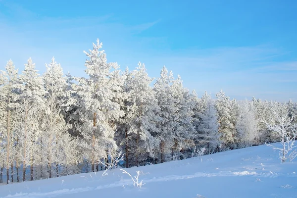 Winter landscape, pines on the hills — Stock Photo, Image