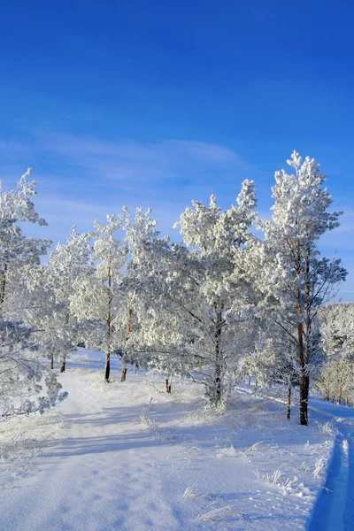 Kvällen vinterlandskap — Stockfoto