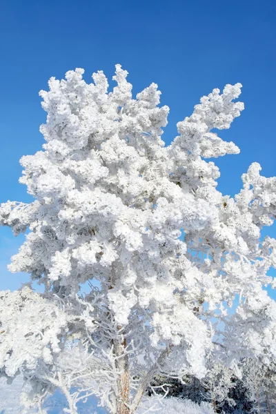 Gałązki sosny pokryte śniegiem — Zdjęcie stockowe
