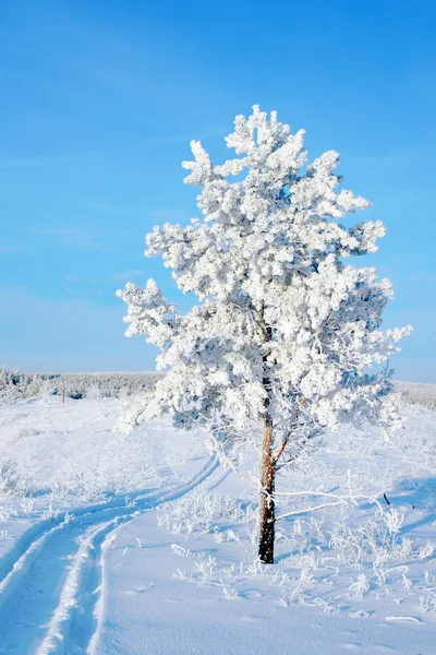 Neige de pin solitaire recouverte sur la colline — Photo