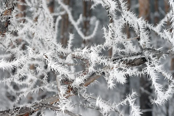 Twig of tree hoar-frost covered — Stock Photo, Image