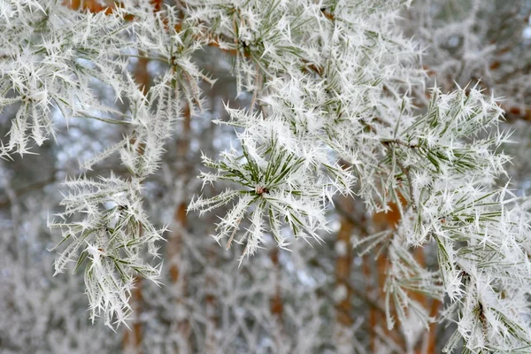 Galho de pinho hoar-frost coberto — Fotografia de Stock