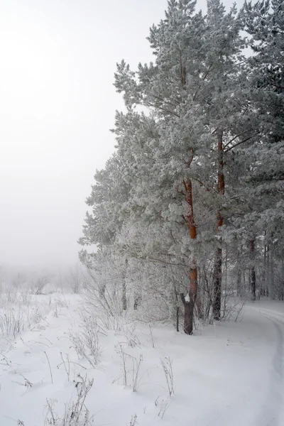 Inverno nebbioso paesaggio — Foto Stock