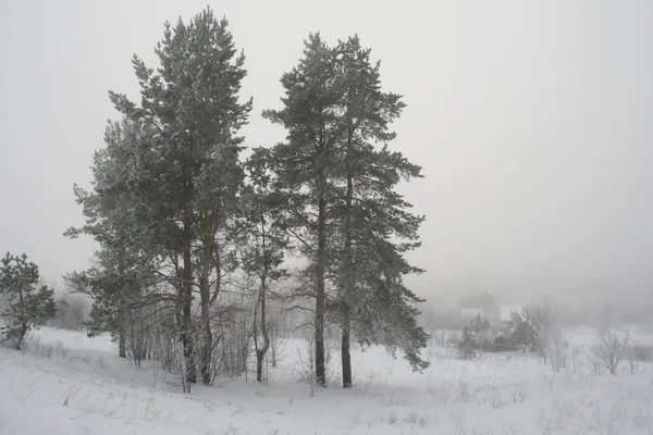 Venkovské zamlžené krajiny s borovicemi, v zimě — Stock fotografie