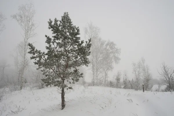 Rural foggy landscape — Stock Photo, Image