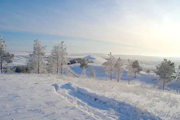 Zimní krajina s borovice sněhu vztahuje — Stock fotografie